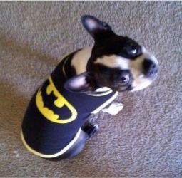 batman the boston terrier